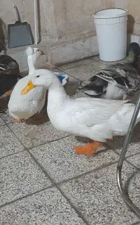 اردک