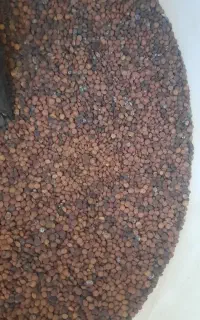 عدس ( خوراک دام و پرنده)