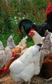 مرغ هلندی سفید ذبح درمنزل شما ،مشکی و رنگی