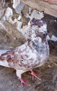 کبوتر نر گرگی کاکل پرشی گرفتنی