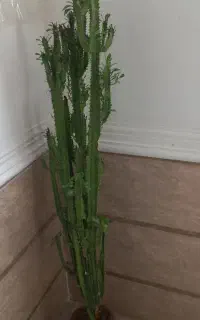 گل و گیاه آپارتمانی