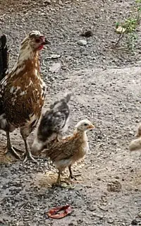 مرغ گلین لری با جوجه