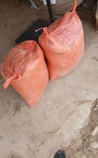 گندم ساجی .جو محلی .نخود دانه درشت
