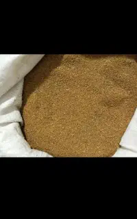 بذر یونجه