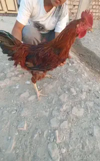 3عددخورس