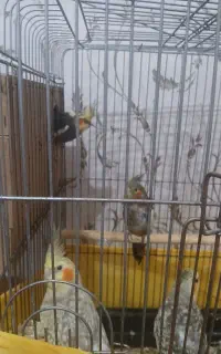 عروس هلندی
