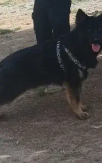 سگ ژرمن بلک