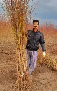 فروش عمده انواع نهال میوه اصلاحشده و پربازده