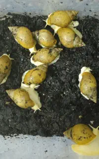 حلزون