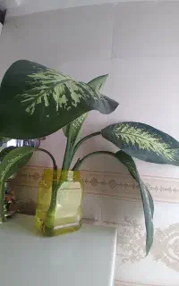 گل و گیاه