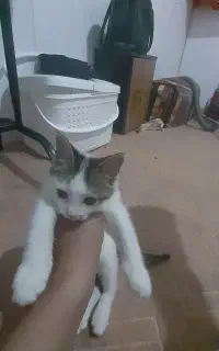 گربه سه هفته ای بازیگوش وخونگی ومهربون