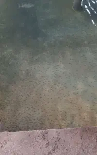 بچه ماهی قزل آلا