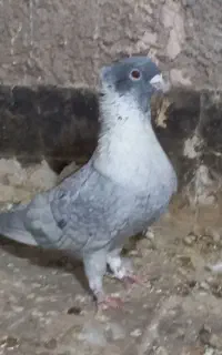 کبوتر نقرای نر کاکلی نک بسیار ریز