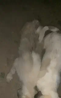 سه توله سگ افغان.