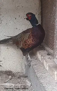 فروش قرقاوول مرده (برای مجسمه)