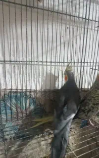 عروس هلندی