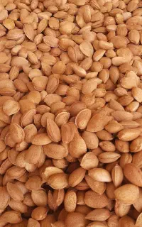 بادام درختی