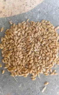 گندم بذری