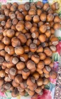 فندوق