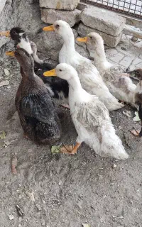 اوردک سالم واکسن زده