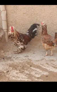 عرضه تخم مرغ نطفه دار