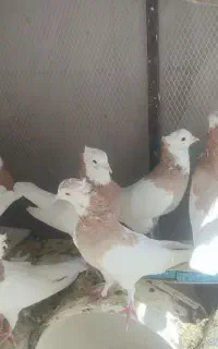 طوقی