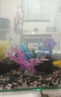 آکواریوم ماهی معاوضه باپرنده