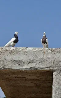کبوتر