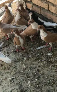 کبوتر کاکلی کاکل