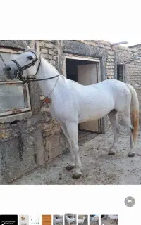 مادیان
