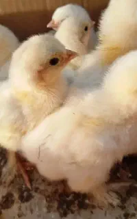جوجه برهمالایت اصلی