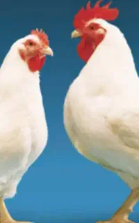 مرغ گوشتی