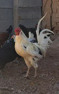 چهارعدد خروس گُلینِ جوان و سرحال