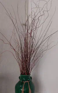 درختچه آپارتمانی شاخه بید فر گل تزئینی