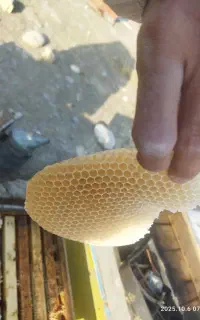 فروش زنبور عسل