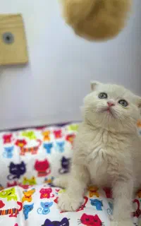 اسکاتیش بلو پوینت و کرم