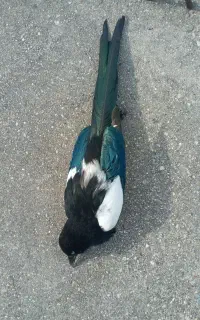 سمپاشی منازل