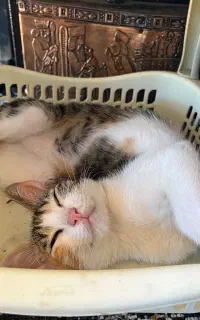 گربه