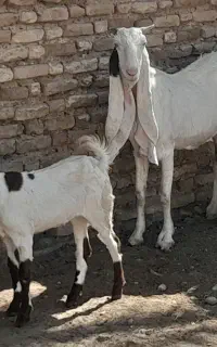 بز گلابی اصل