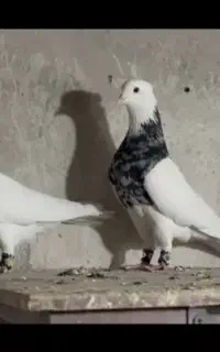 پرنده