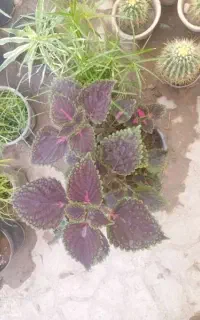 گل حسن یوسف