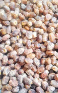 خرمای ذاهدی