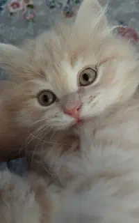 بریتیش گلدن لانگ هیر