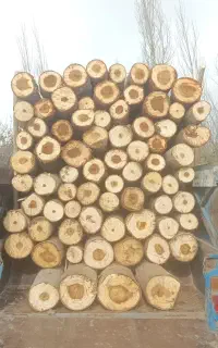 خرید و فروش چوب