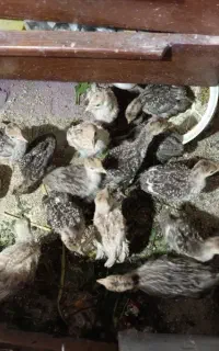 جوجه بوقلمون