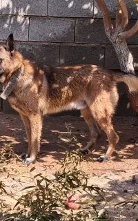 سگ ژرمن مالینویز