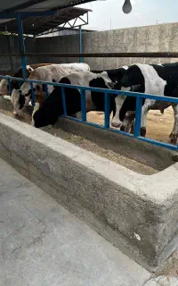 گوساله پای پروار