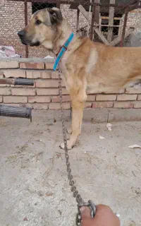 سک گله و نگهبان