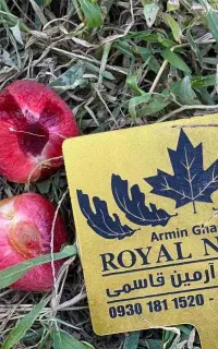 فروش نهال آلو خاکی یا توسرخ پربار