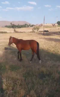 اسب نریان 22 ماهه